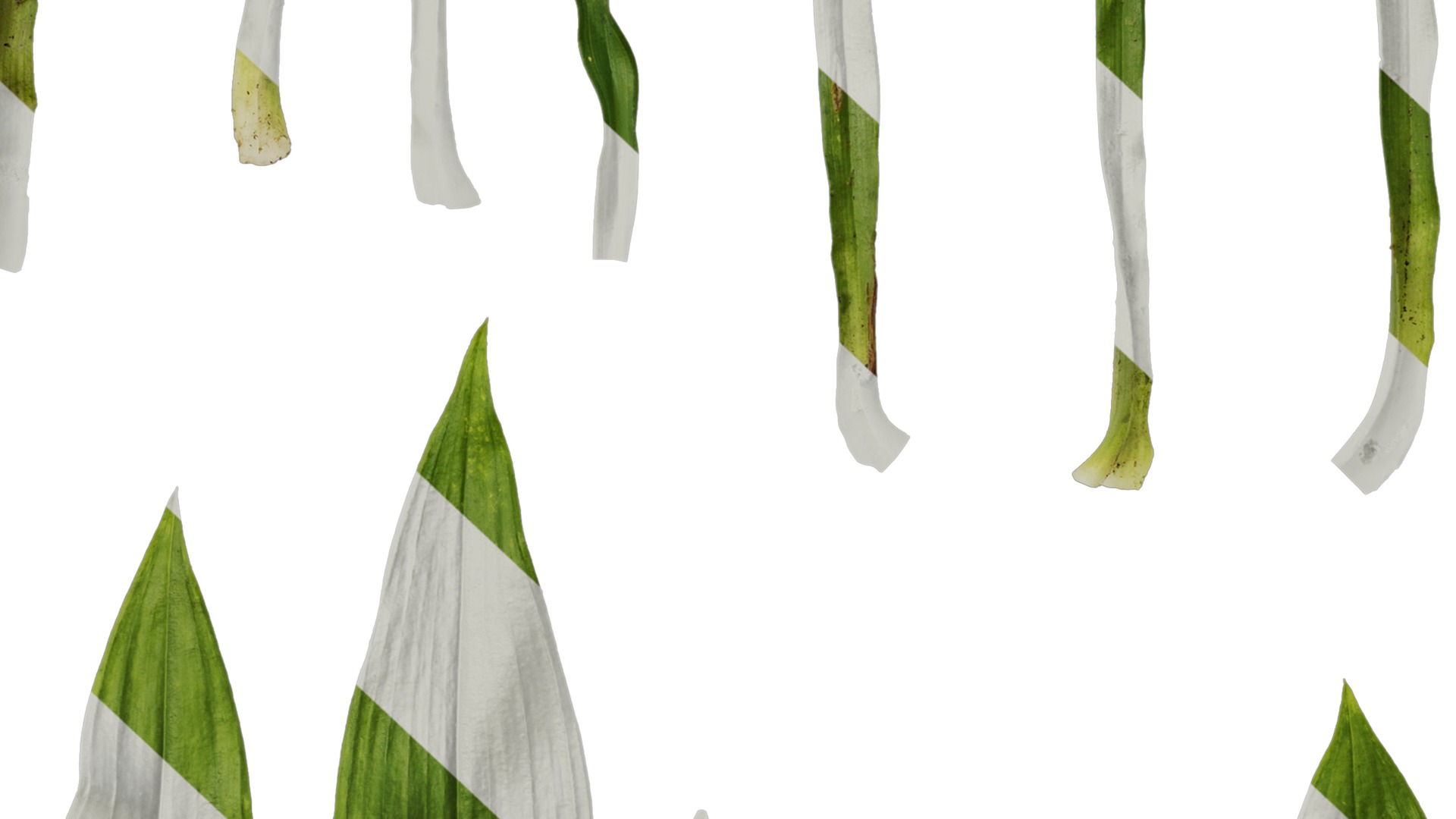 Anydrafts Dendrobium moniliforme Leaf 01 Texture_7