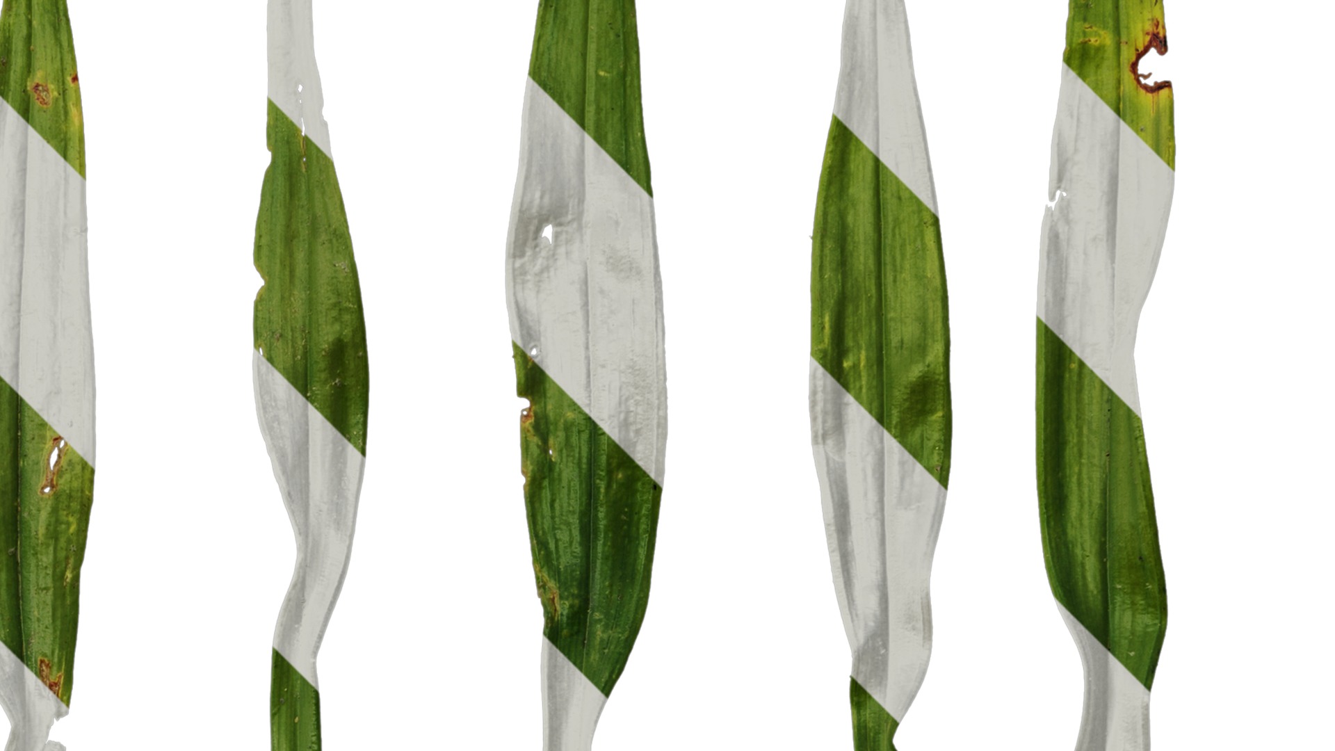 Anydrafts Dendrobium moniliforme Leaf 01 Texture_2