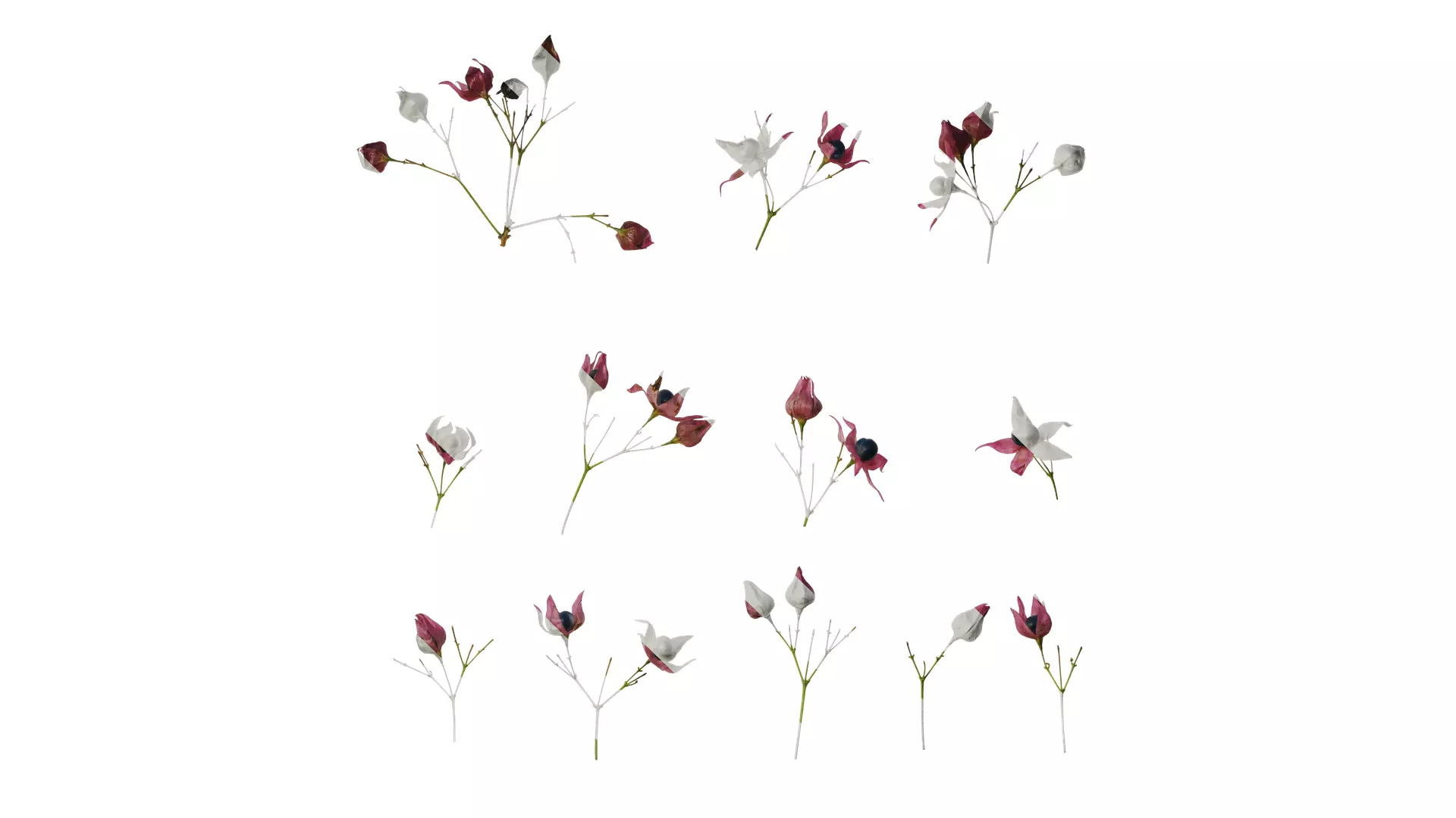 Anydrafts Clerodendrum trichotomum Flower 01 Texture_0