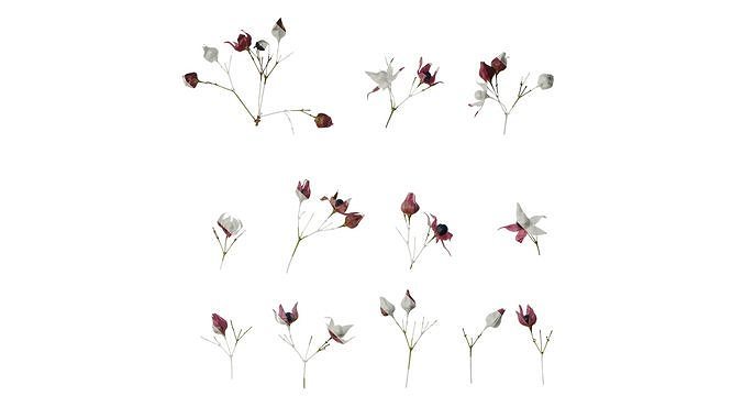 Anydrafts Clerodendrum trichotomum Flower 01 Texture