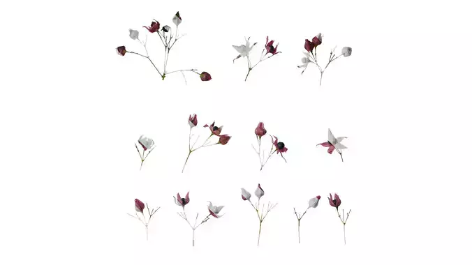 Anydrafts Clerodendrum trichotomum Flower 01