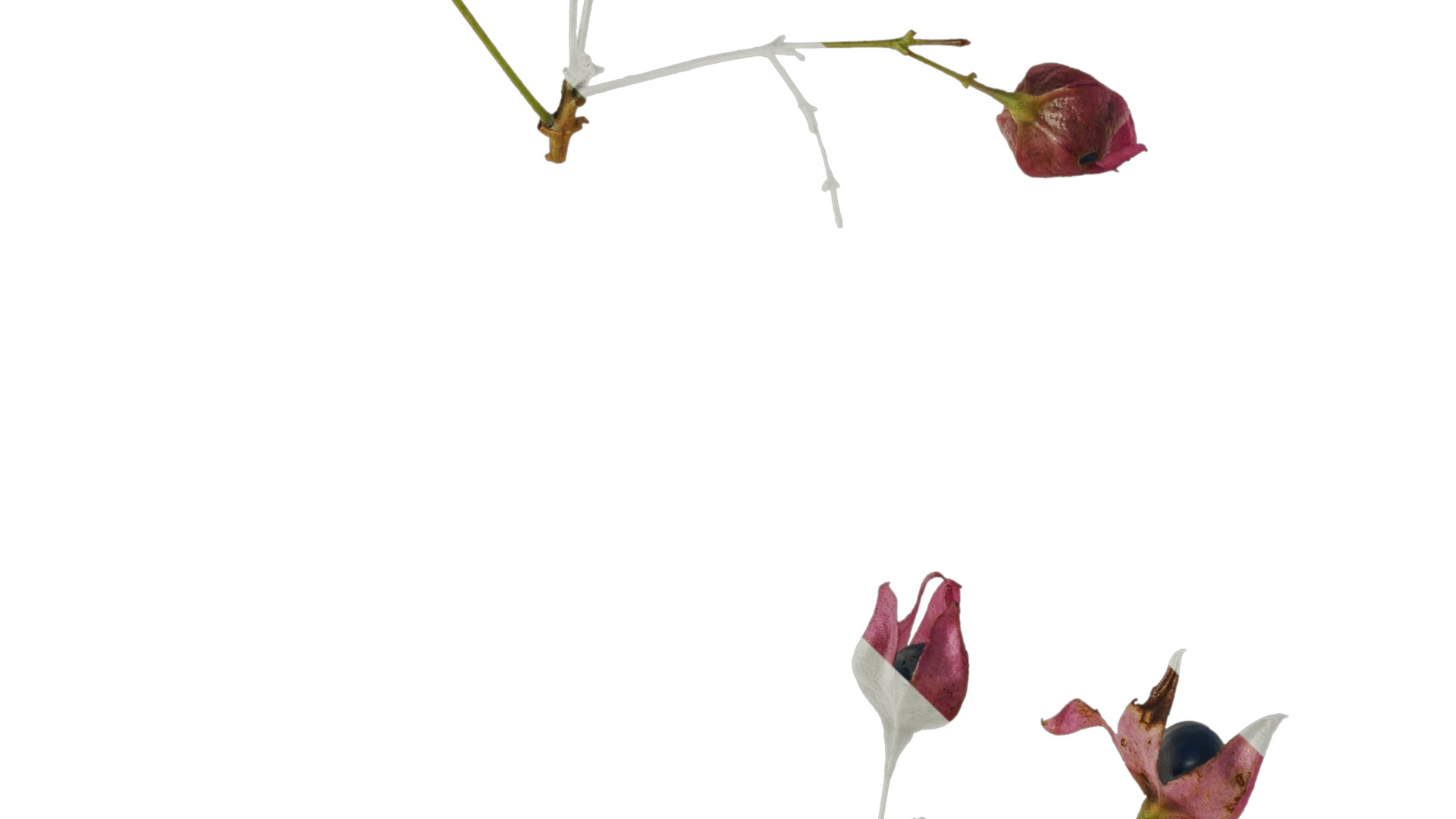 Anydrafts Clerodendrum trichotomum Flower 01 Texture_3