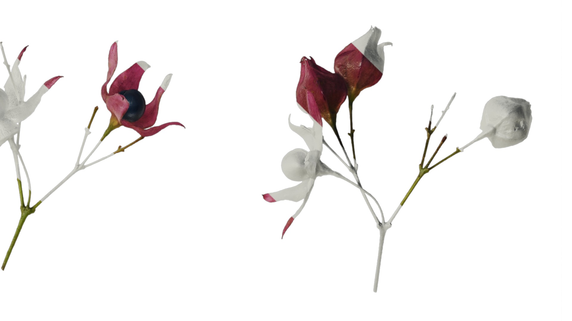 Anydrafts Clerodendrum trichotomum Flower 01 Texture_2