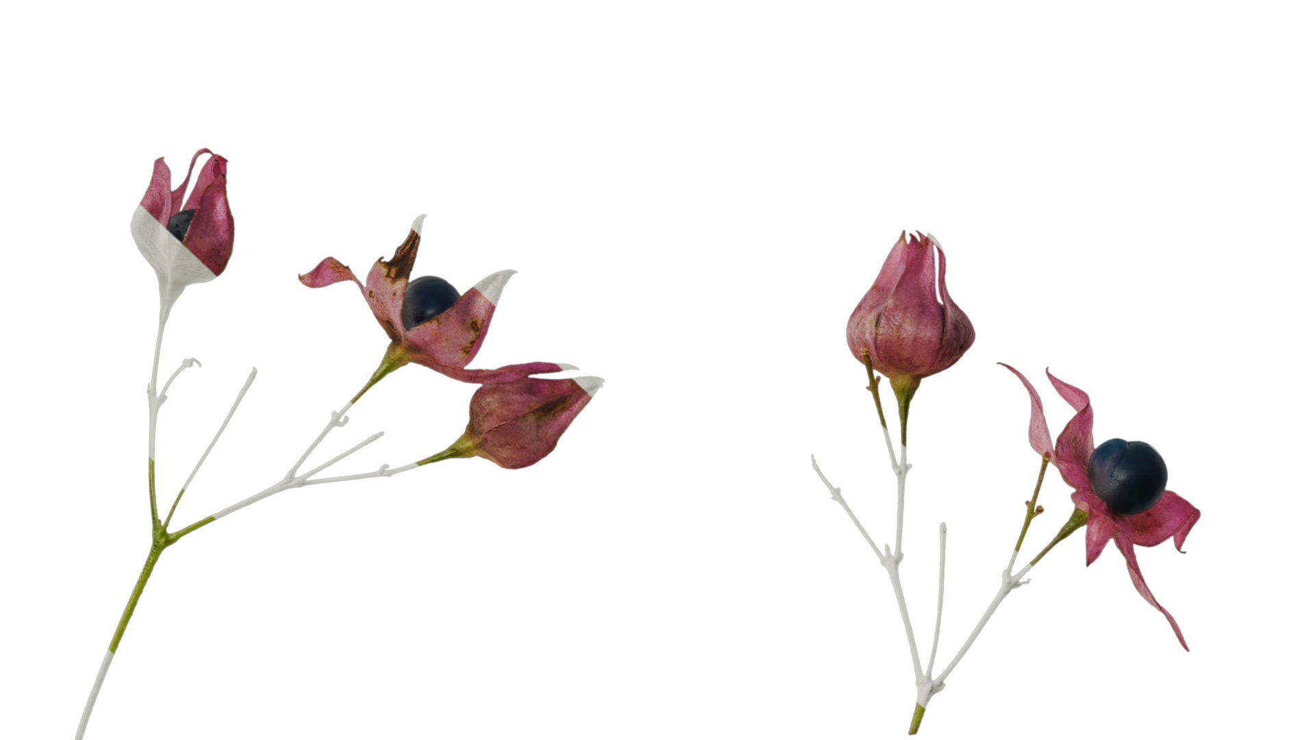 Anydrafts Clerodendrum trichotomum Flower 01 Texture_7