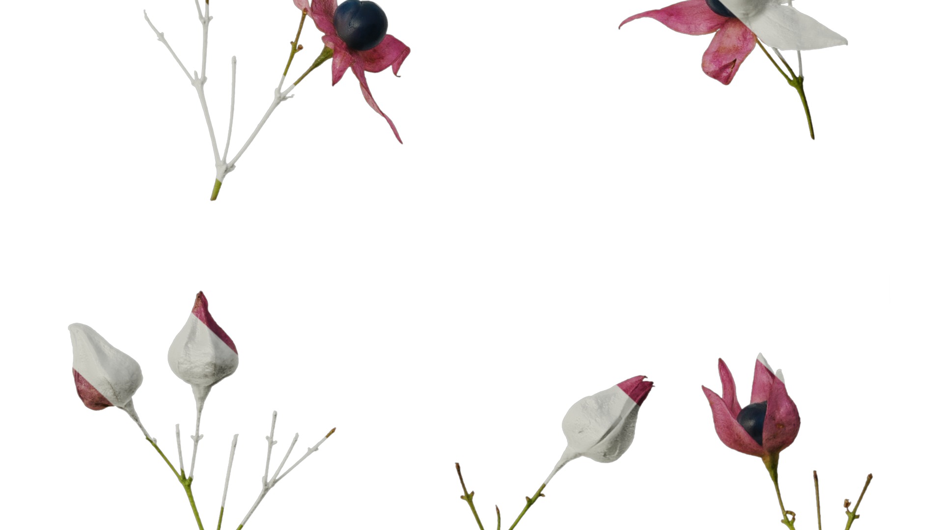 Anydrafts Clerodendrum trichotomum Flower 01 Texture_6