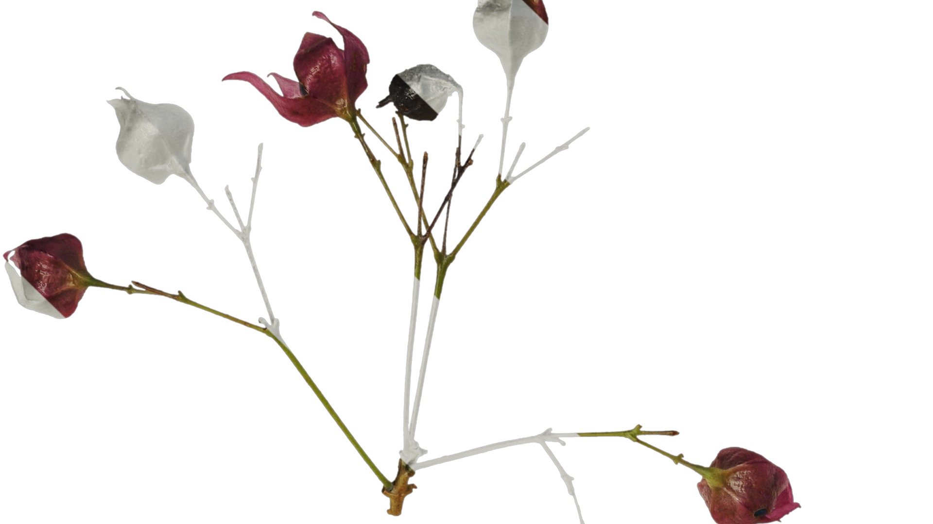 Anydrafts Clerodendrum trichotomum Flower 01 Texture_1