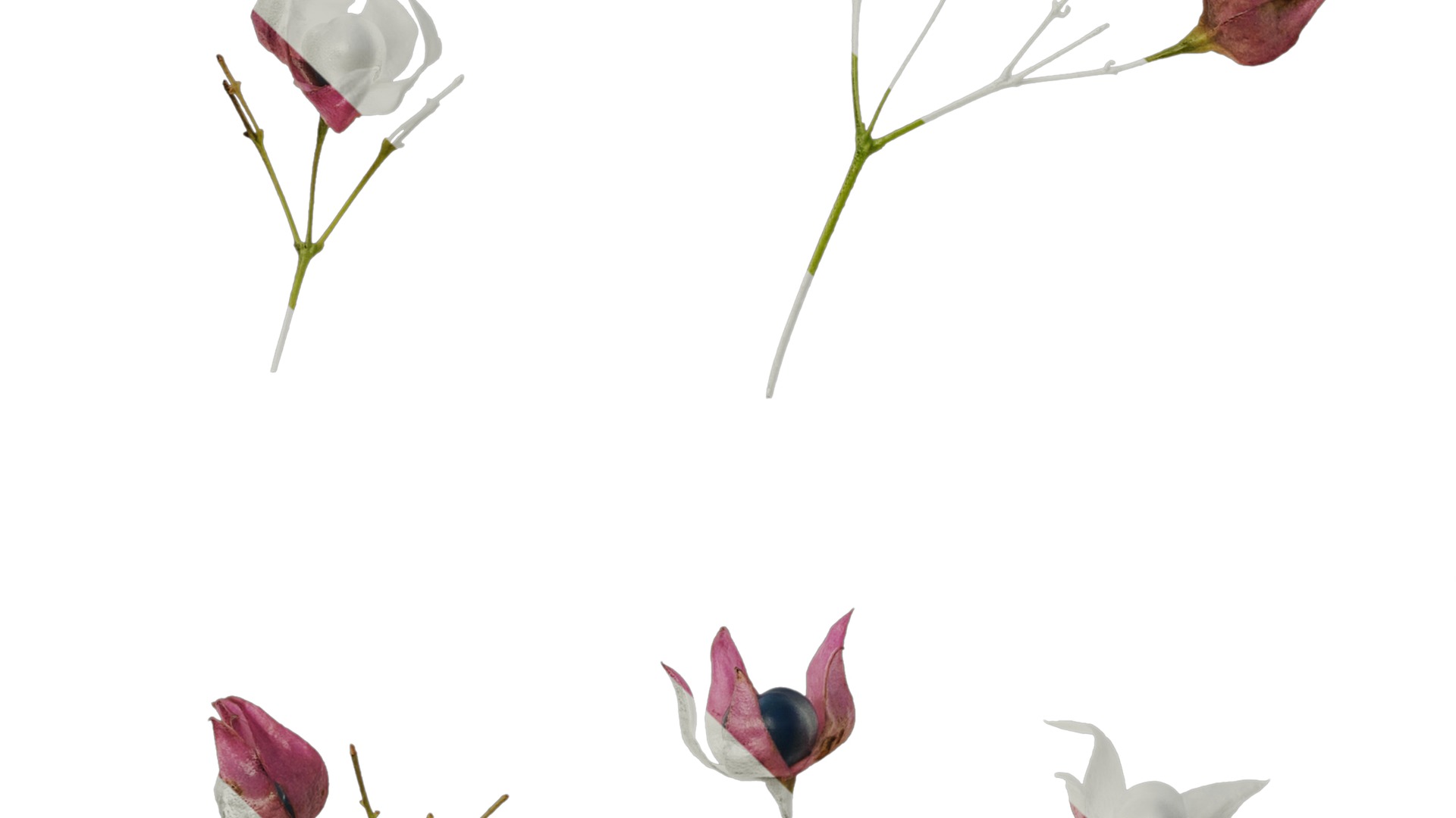 Anydrafts Clerodendrum trichotomum Flower 01 Texture_5