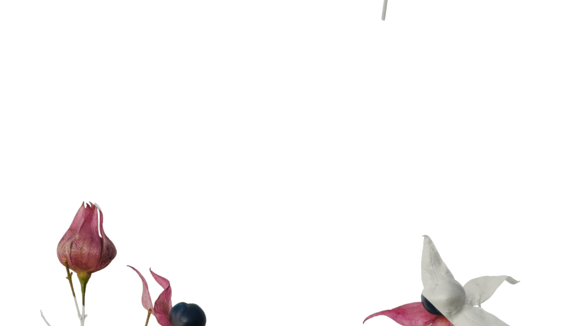 Anydrafts Clerodendrum trichotomum Flower 01 Texture_4