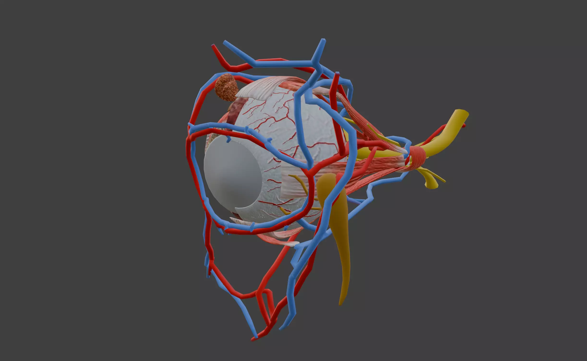 3D Model of Complete Eye Anatomy 3D print model