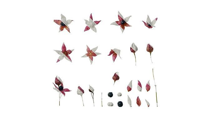 Anydrafts Clerodendrum trichotomum Flower 02 Texture