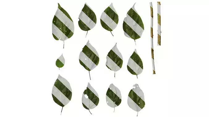 Anydrafts Clerodendrum trichotomum Leaf 01