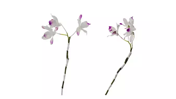 Anydrafts Dendrobium nobile Atlas 02