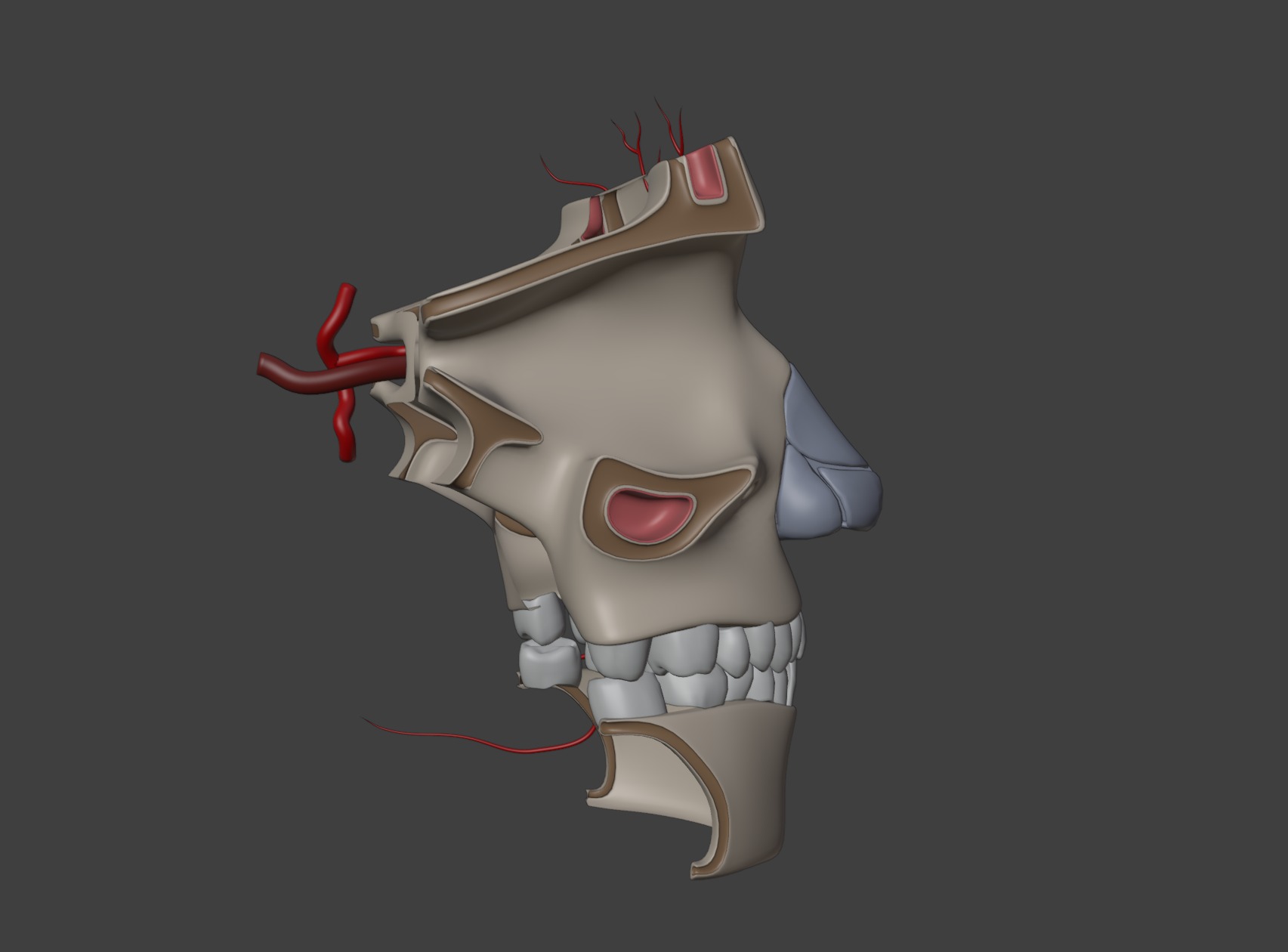 3D Model of Complete Eye Anatomy in Skull 3D print model_8