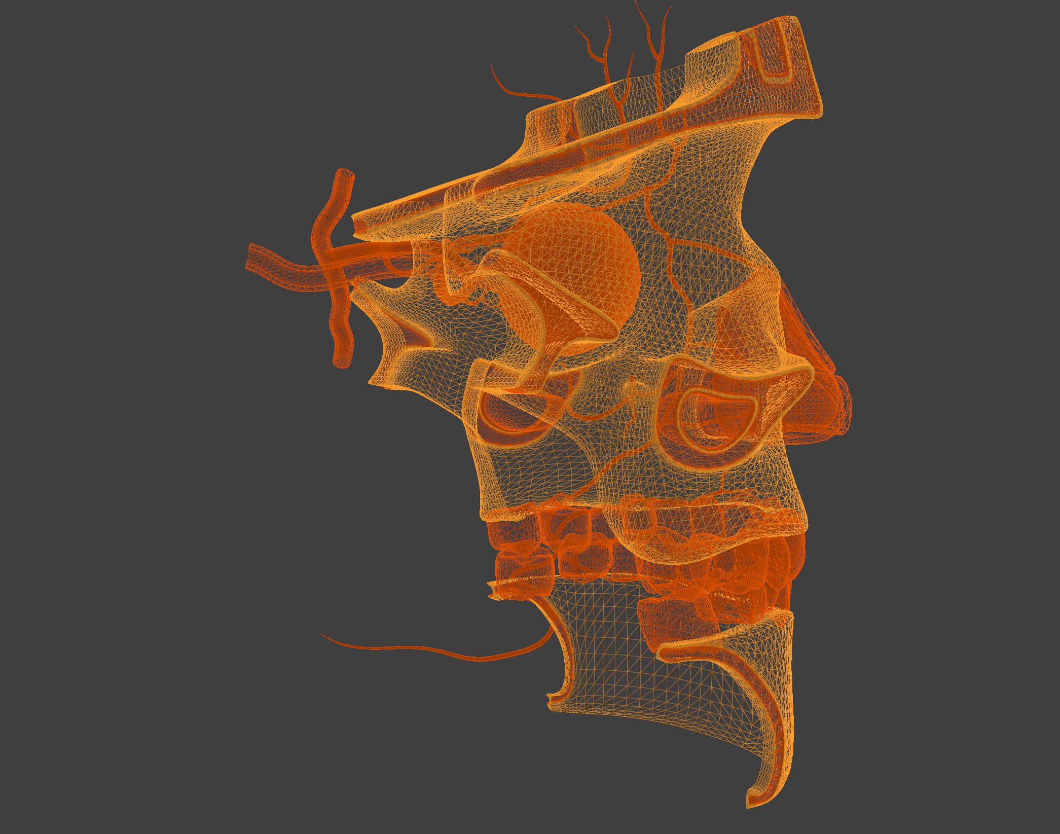 3D Model of Complete Eye Anatomy in Skull 3D print model_3