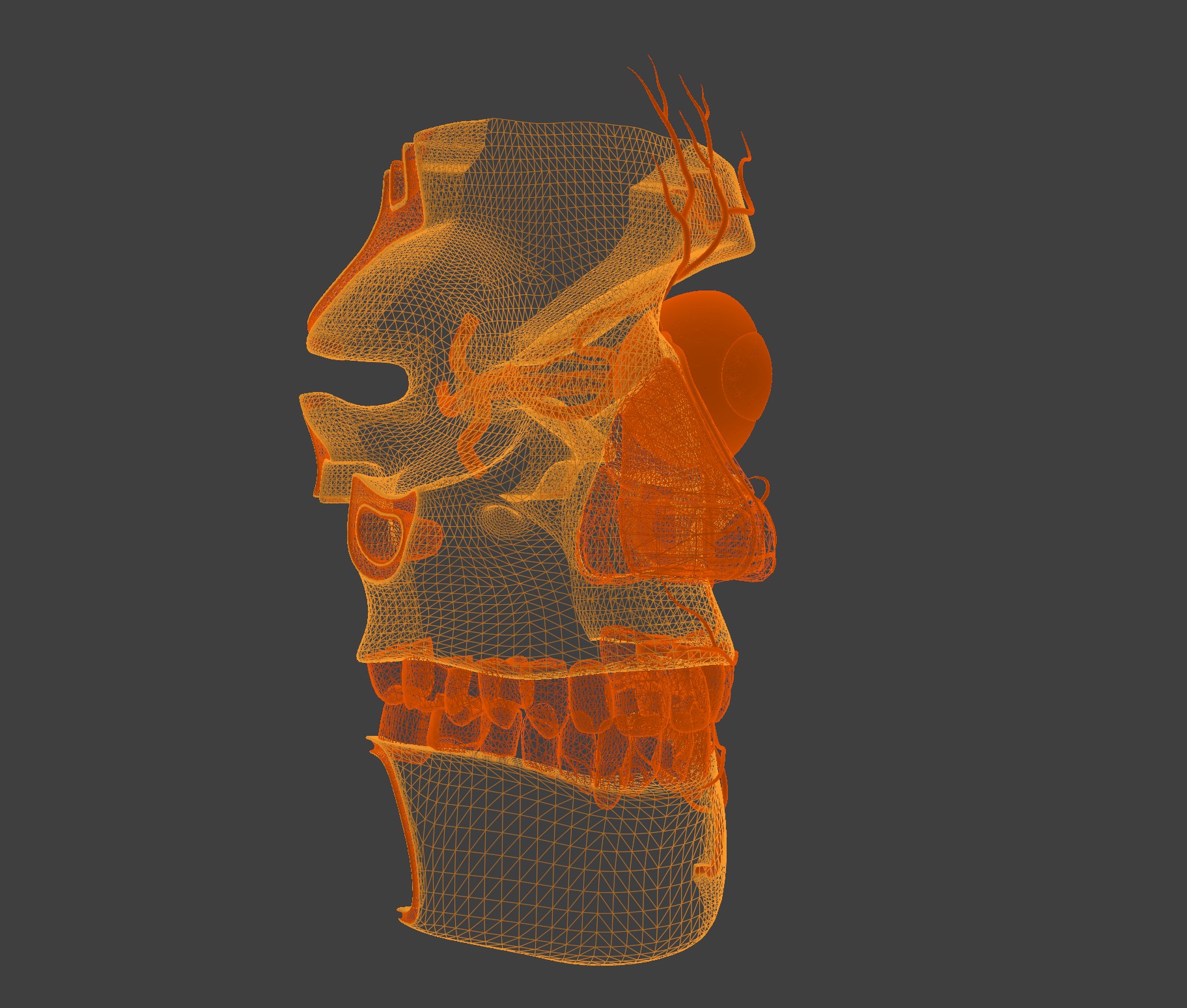 3D Model of Complete Eye Anatomy in Skull 3D print model_5