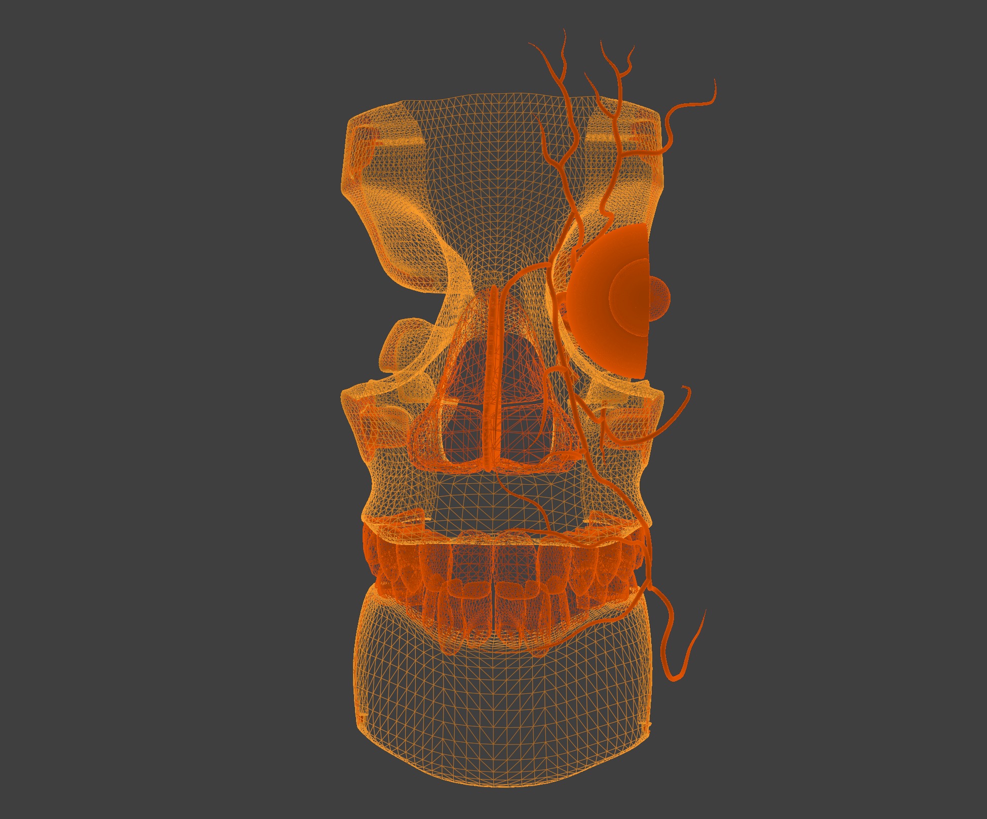 3D Model of Complete Eye Anatomy in Skull 3D print model_11