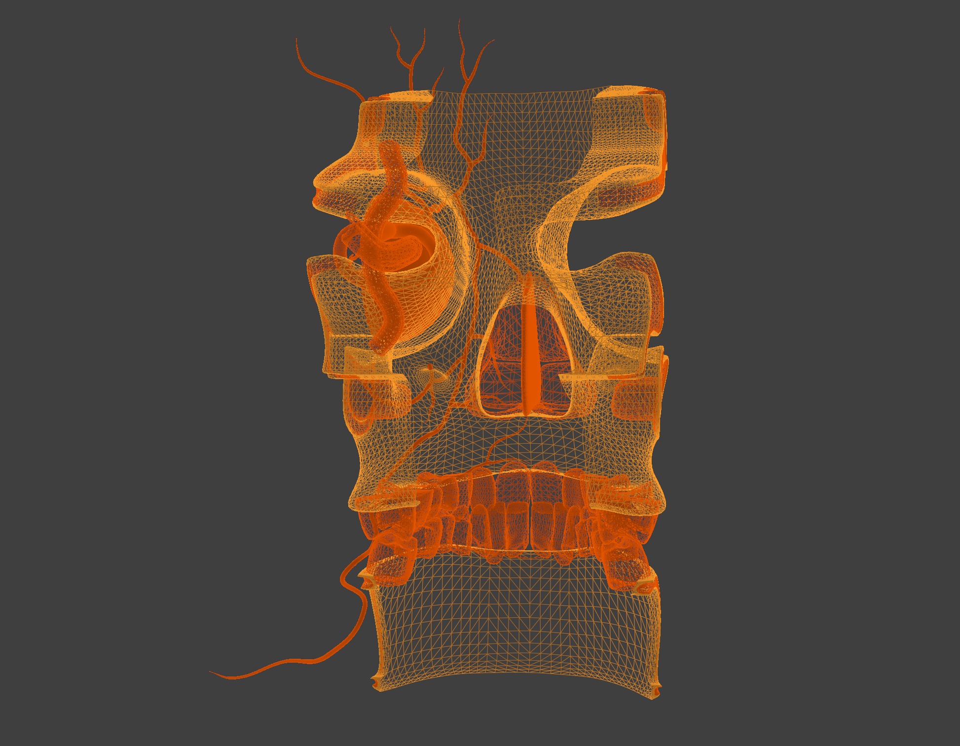 3D Model of Complete Eye Anatomy in Skull 3D print model_2
