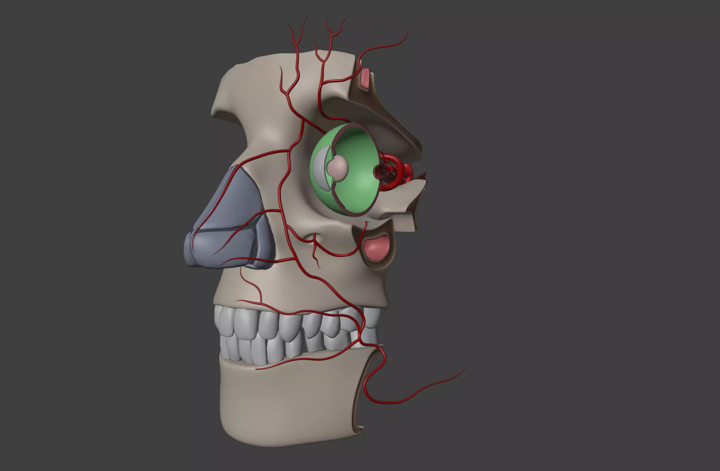 3D Model of Complete Eye Anatomy in Skull 3D print model_0