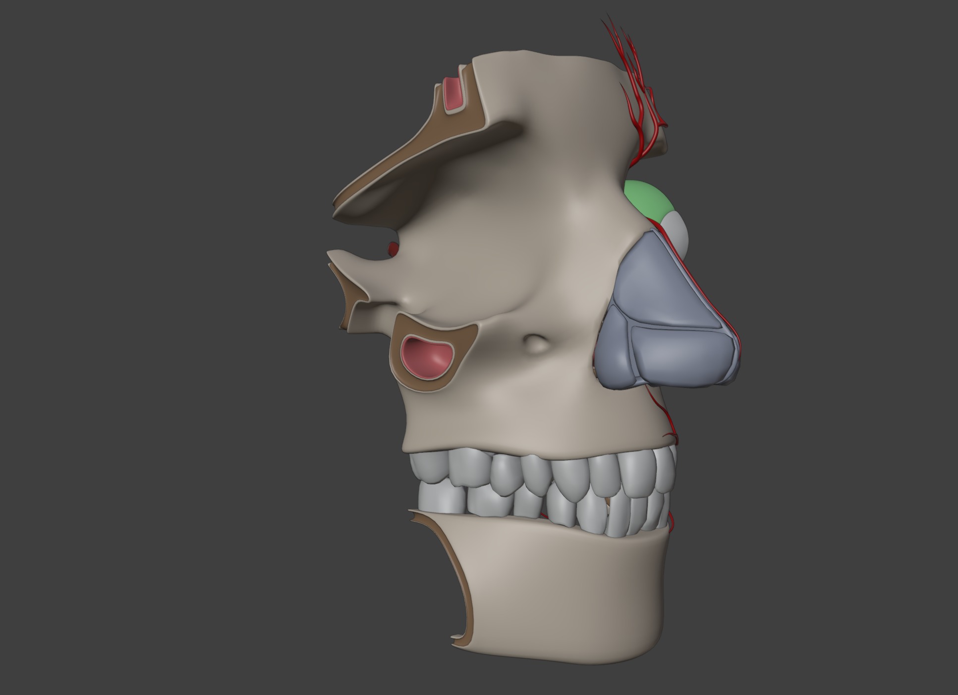 3D Model of Complete Eye Anatomy in Skull 3D print model_9