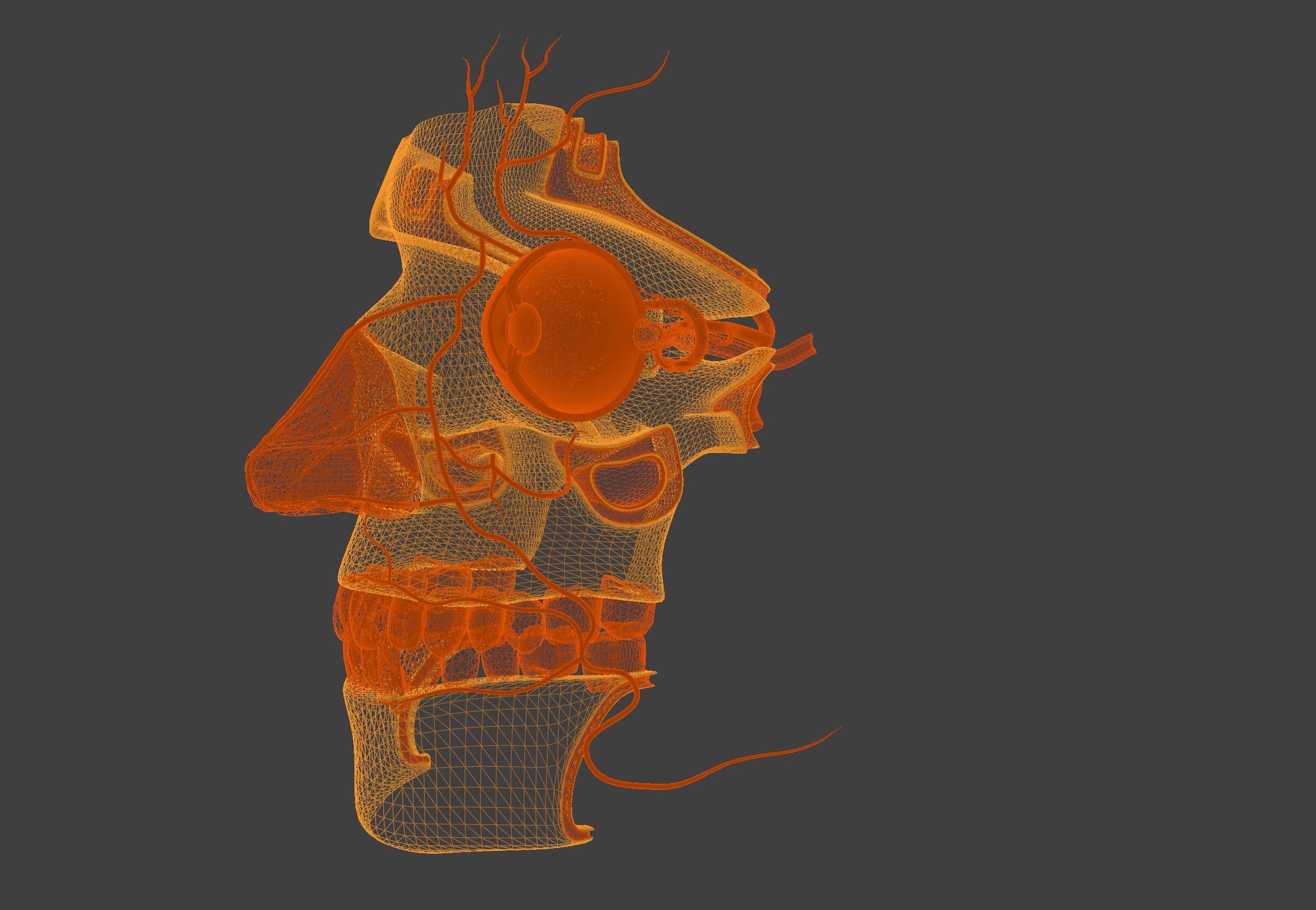 3D Model of Complete Eye Anatomy in Skull 3D print model_12