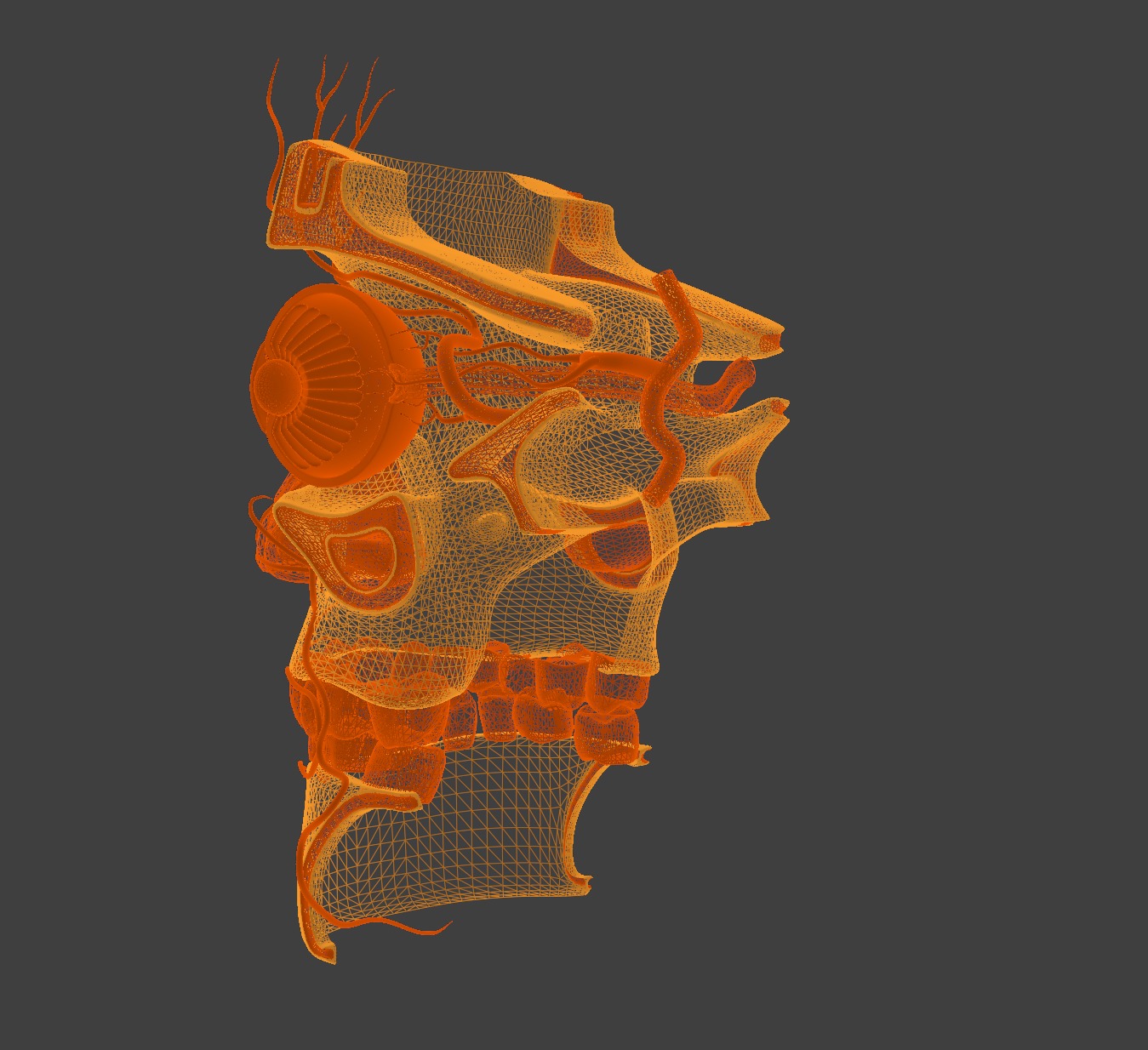 3D Model of Complete Eye Anatomy in Skull 3D print model_1