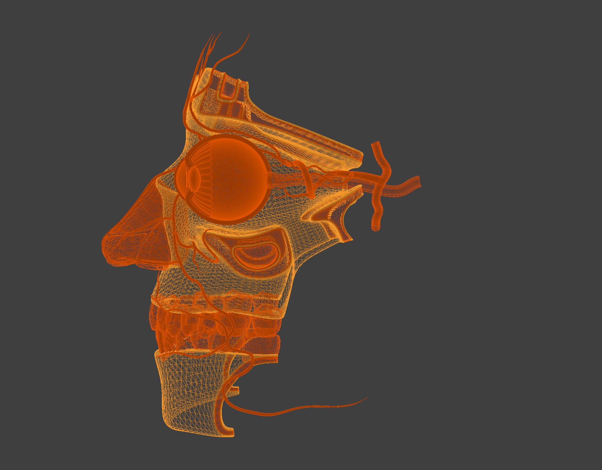 3D Model of Complete Eye Anatomy in Skull 3D print model_13