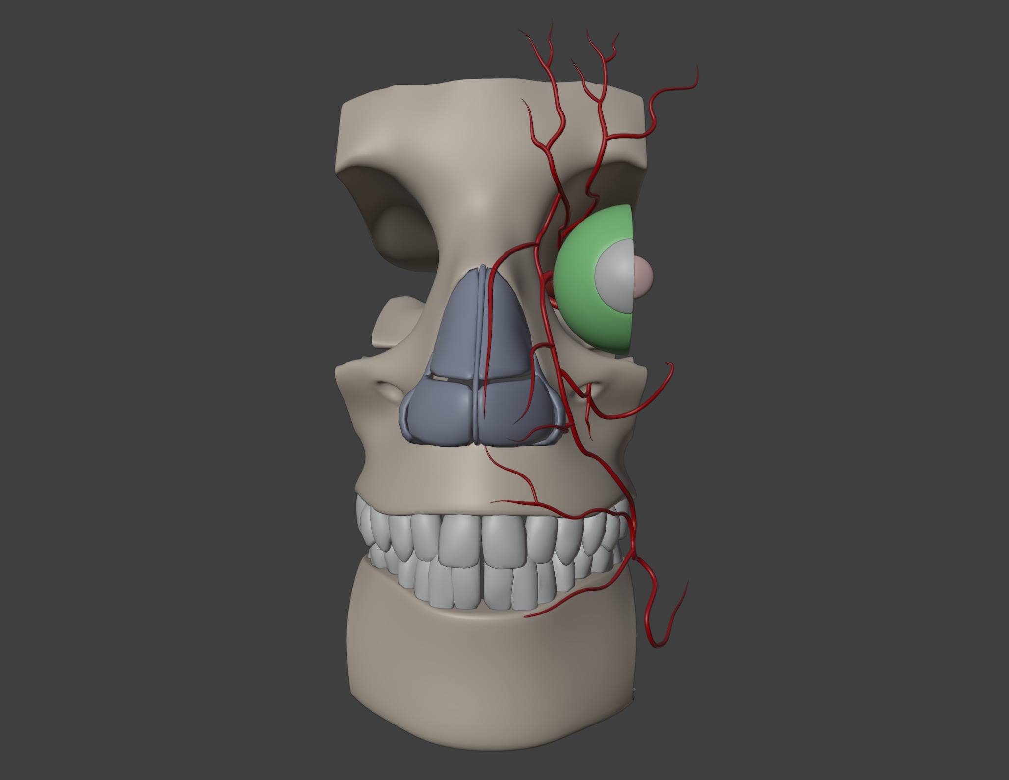 3D Model of Complete Eye Anatomy in Skull 3D print model_10