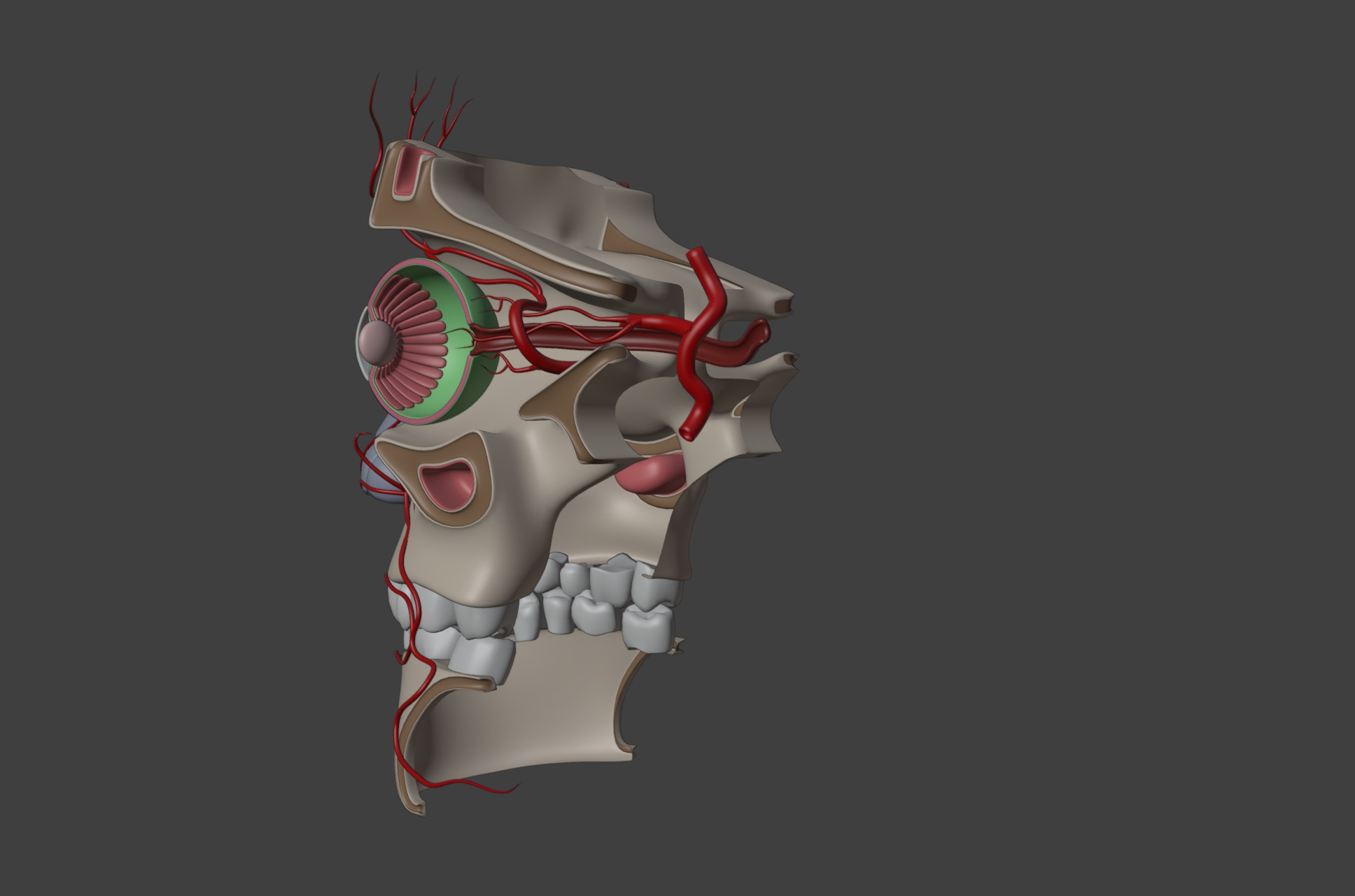 3D Model of Complete Eye Anatomy in Skull 3D print model_7