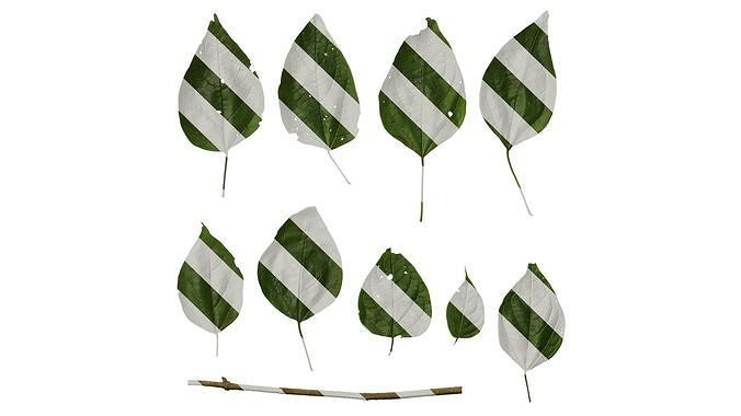 Anydrafts Clerodendrum trichotomum Leaf 02 Texture