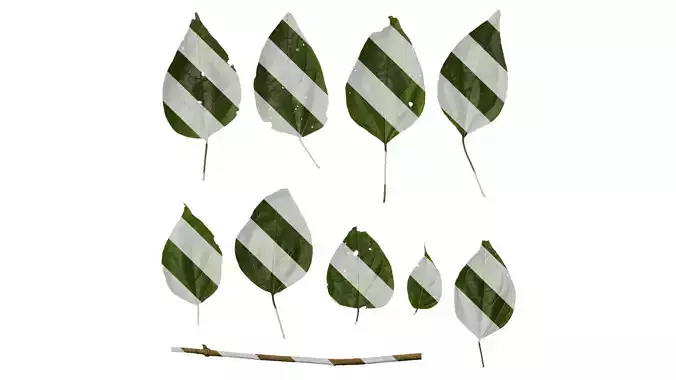 Anydrafts Clerodendrum trichotomum Leaf 02