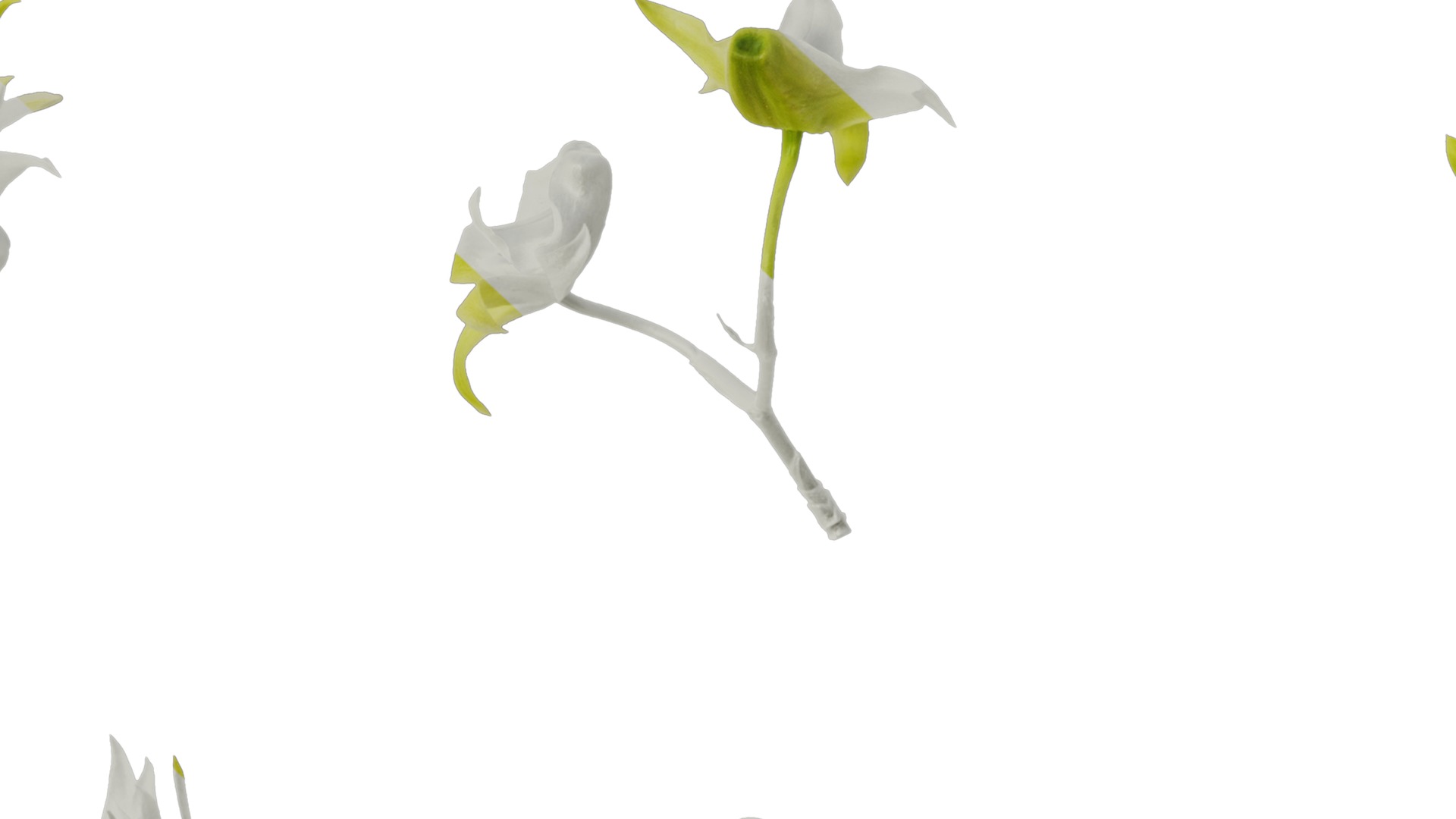 Anydrafts Dendrobium nobile Flower 03 Texture_7