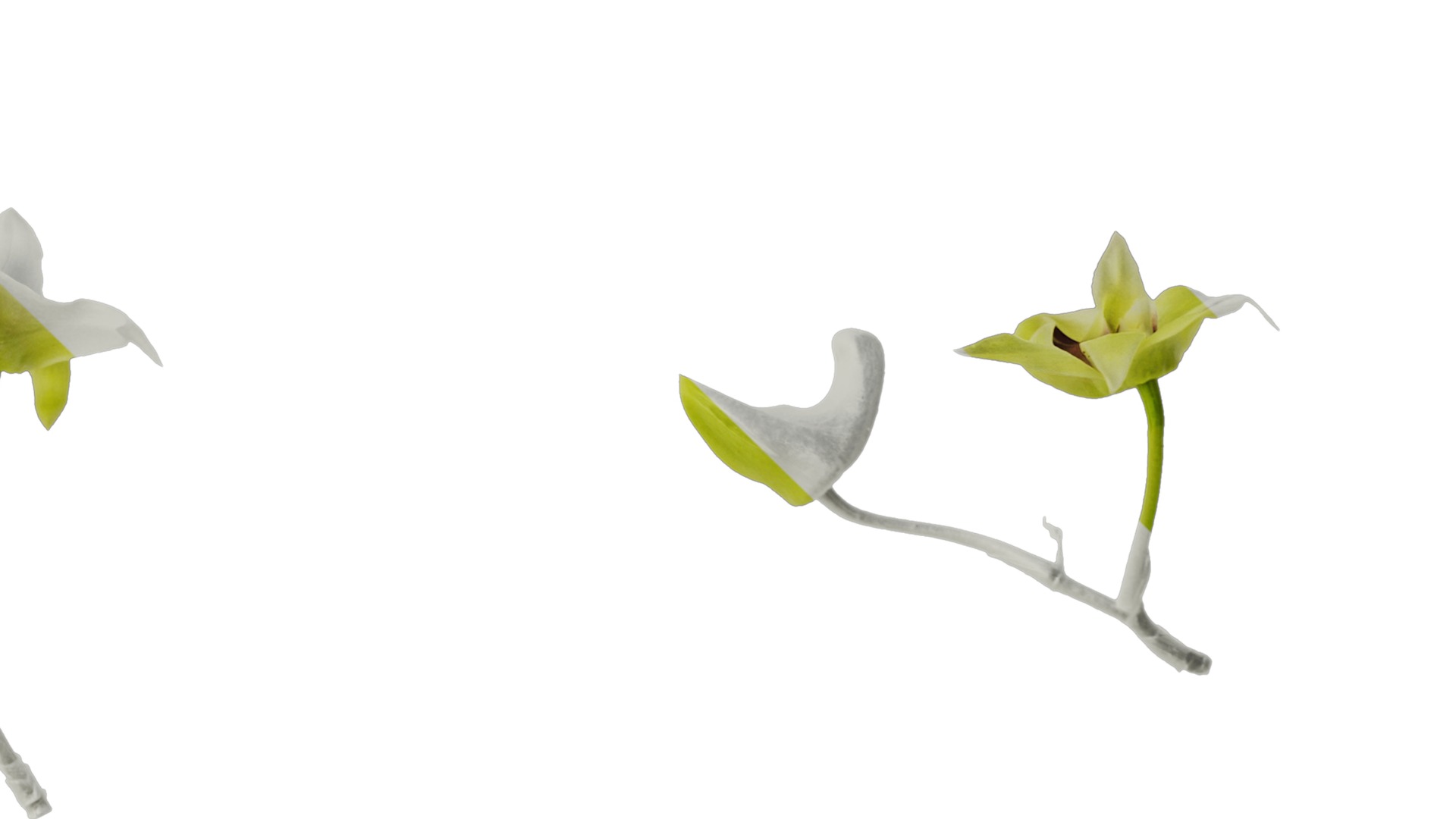 Anydrafts Dendrobium nobile Flower 03 Texture_4