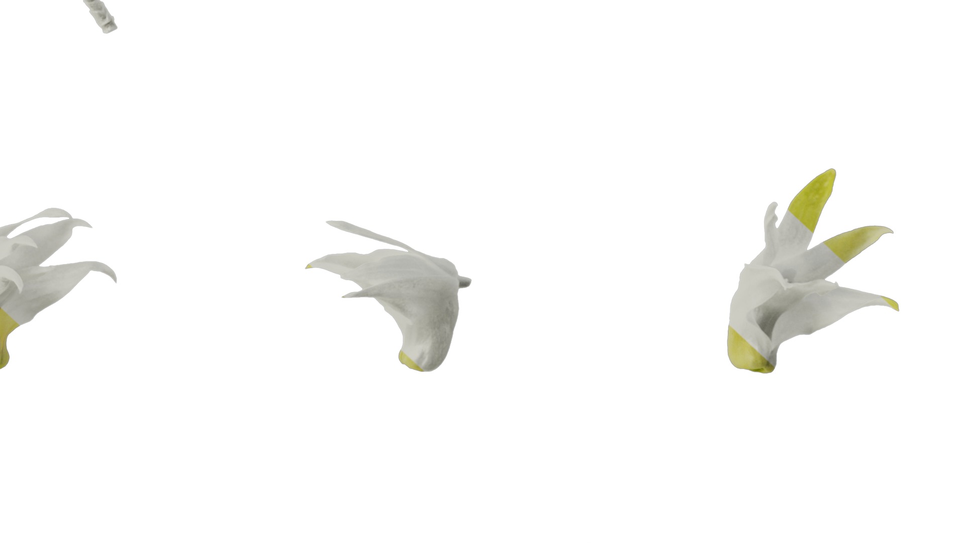 Anydrafts Dendrobium nobile Flower 03 Texture_6