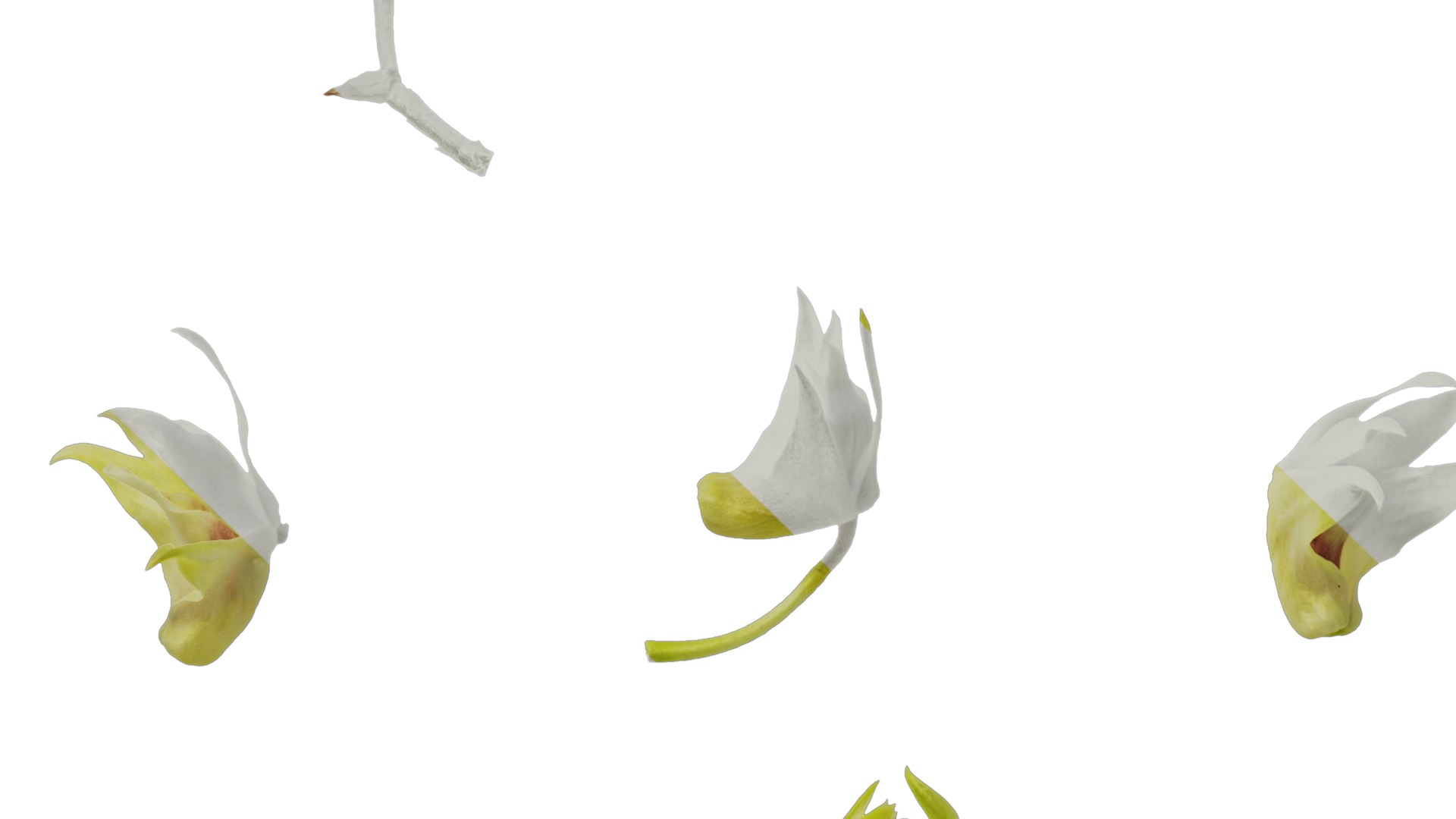 Anydrafts Dendrobium nobile Flower 03 Texture_5