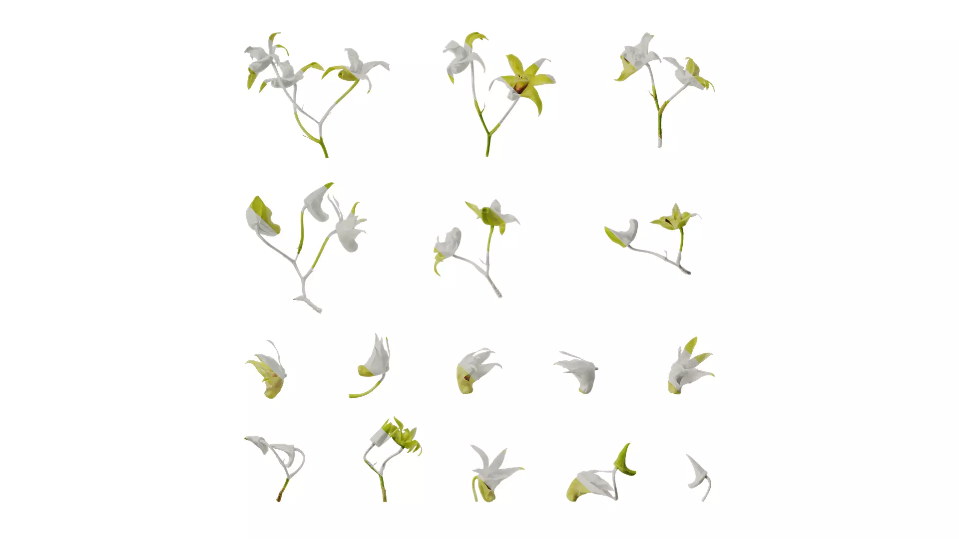Anydrafts Dendrobium nobile Flower 03 Texture_0