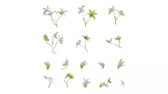 Anydrafts Dendrobium nobile Flower 03