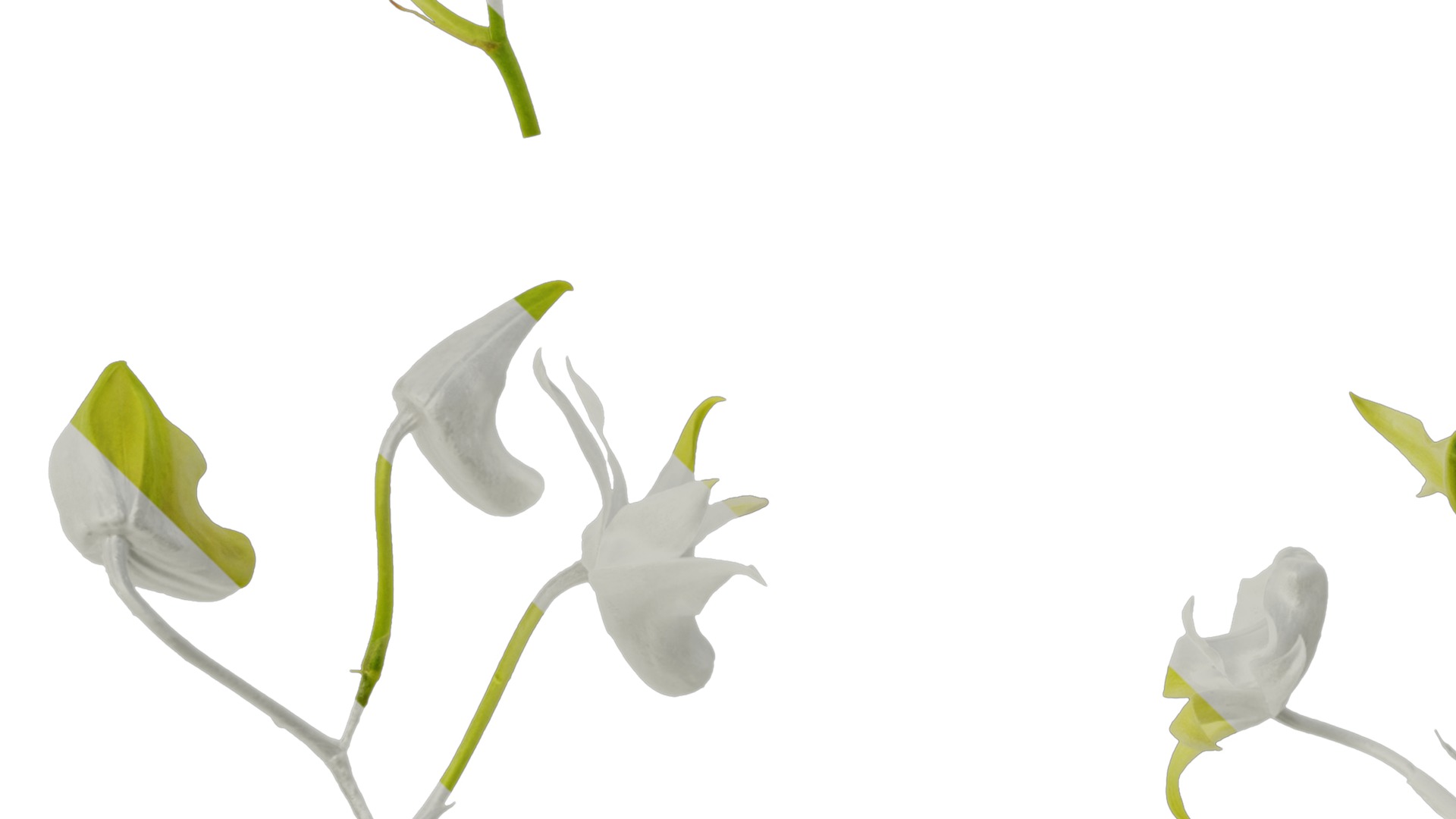 Anydrafts Dendrobium nobile Flower 03 Texture_3