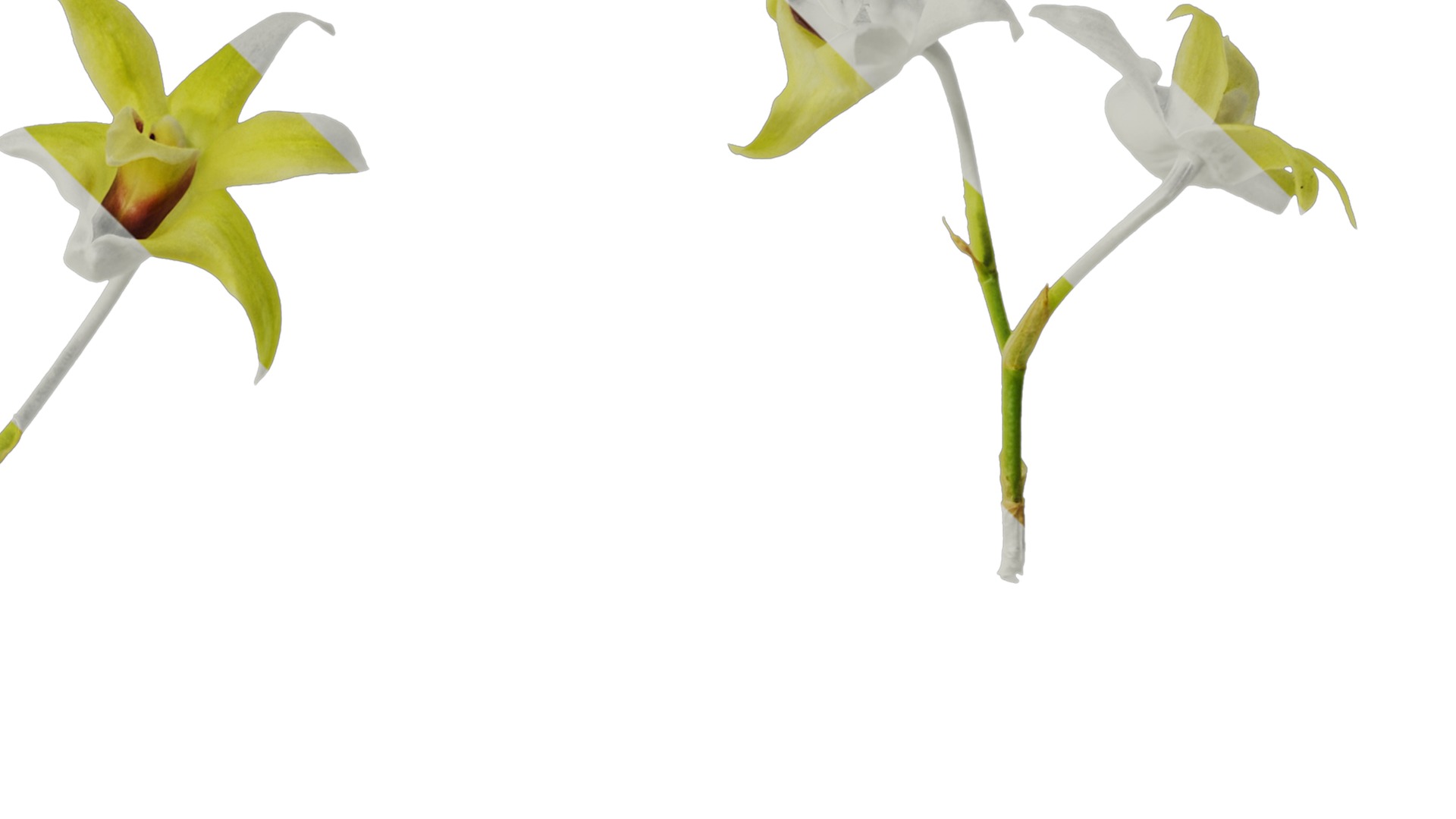 Anydrafts Dendrobium nobile Flower 03 Texture_2