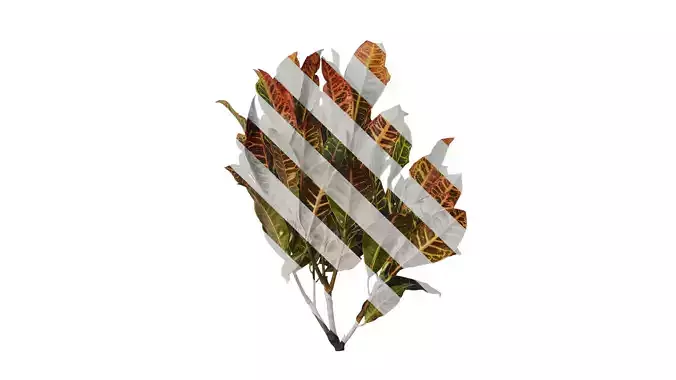 Anydrafts Codiaeum variegatum Atlas 02