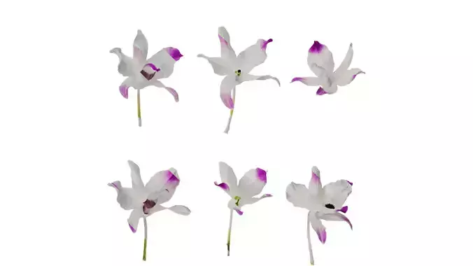 Anydrafts Dendrobium nobile Flower 04