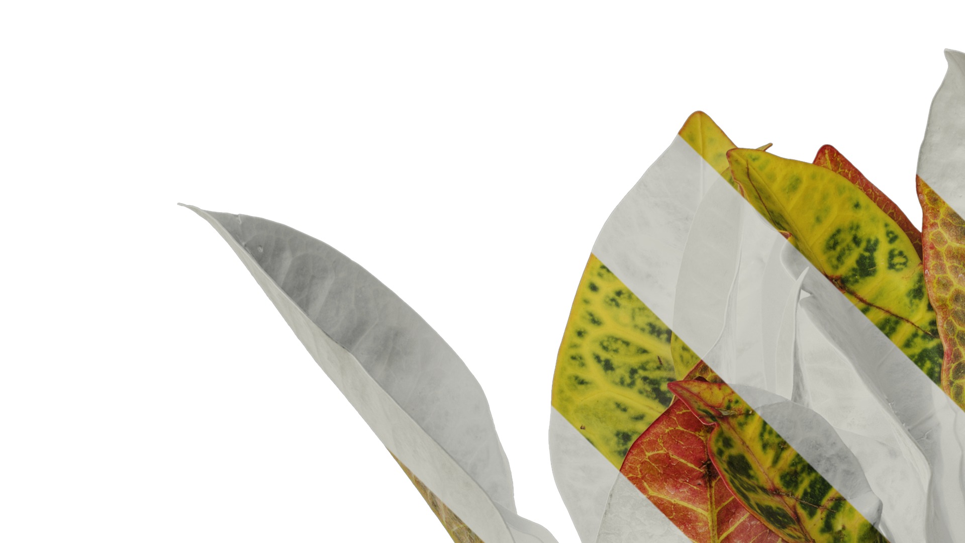 Anydrafts Codiaeum variegatum Atlas 03 Texture_1