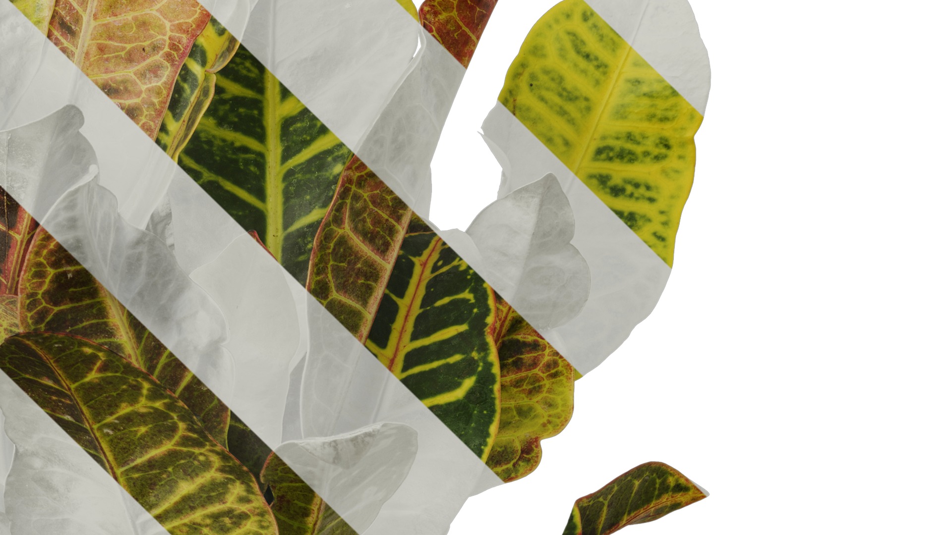 Anydrafts Codiaeum variegatum Atlas 03 Texture_4