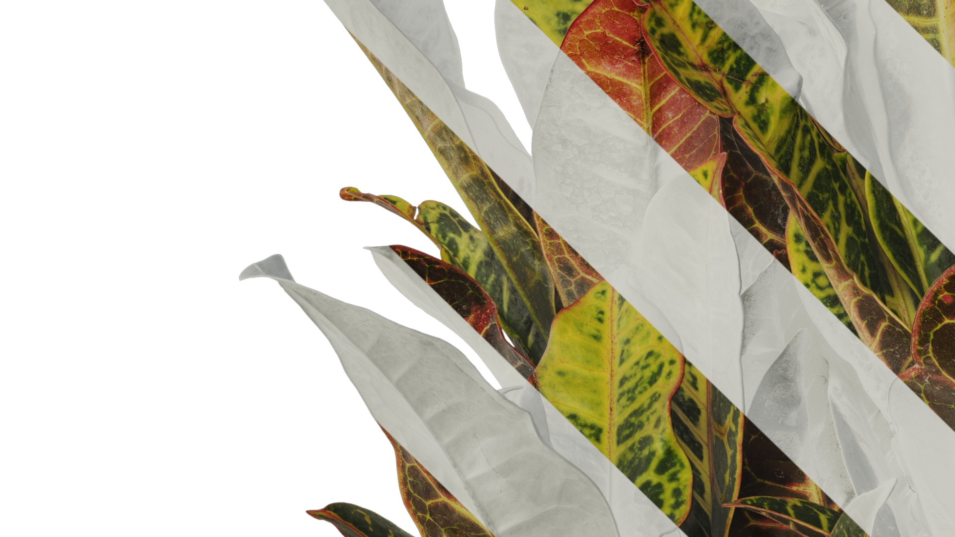 Anydrafts Codiaeum variegatum Atlas 03 Texture_3