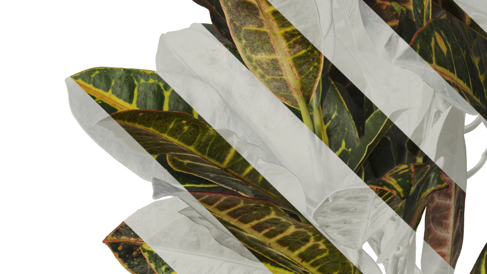 Anydrafts Codiaeum variegatum Atlas 03 Texture_5