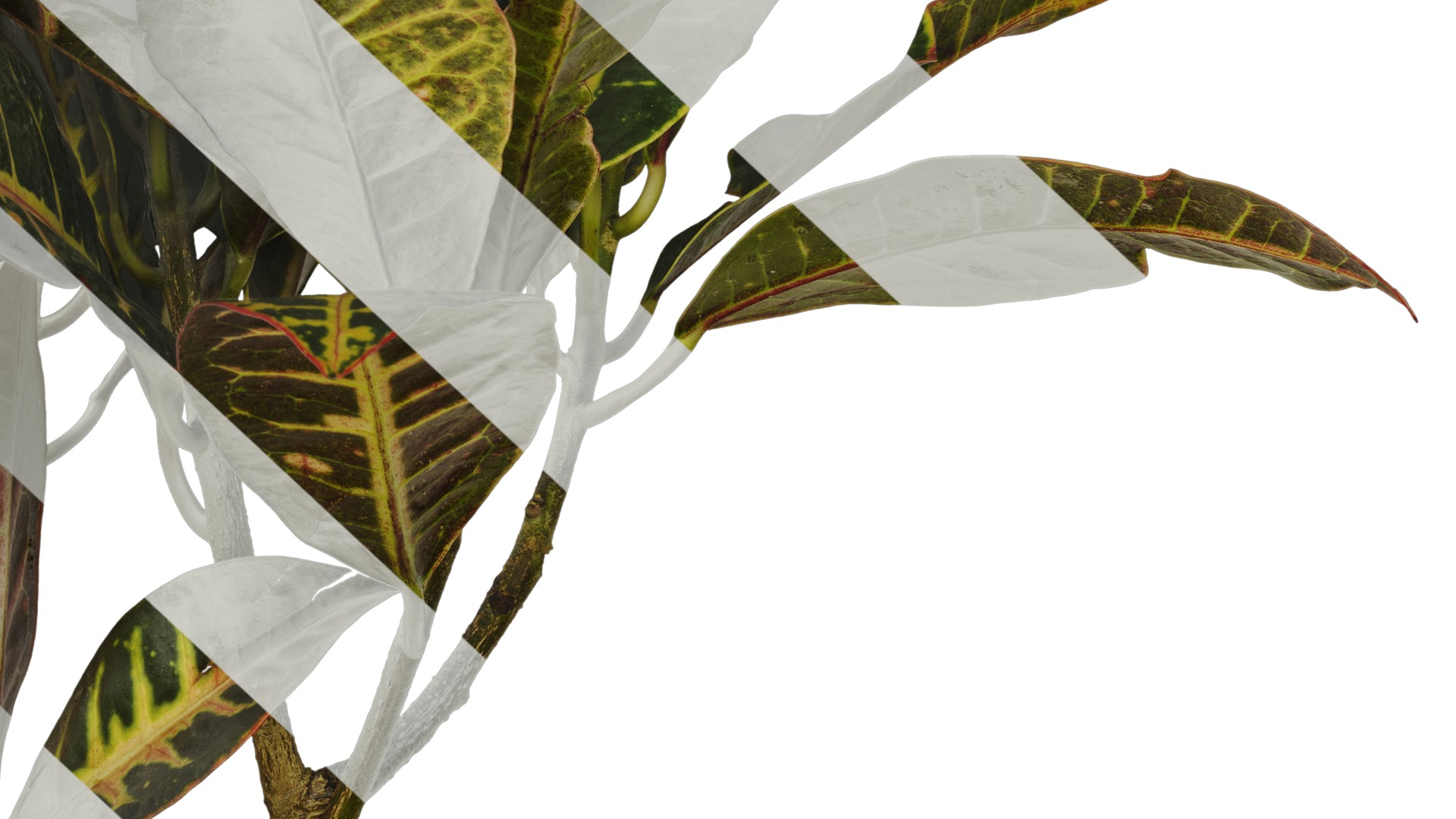 Anydrafts Codiaeum variegatum Atlas 03 Texture_6