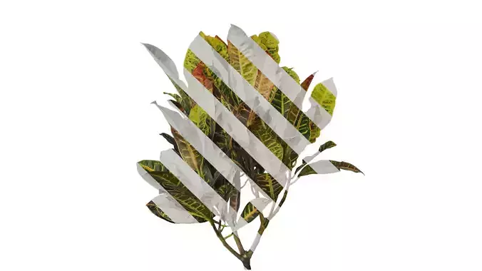 Anydrafts Codiaeum variegatum Atlas 03