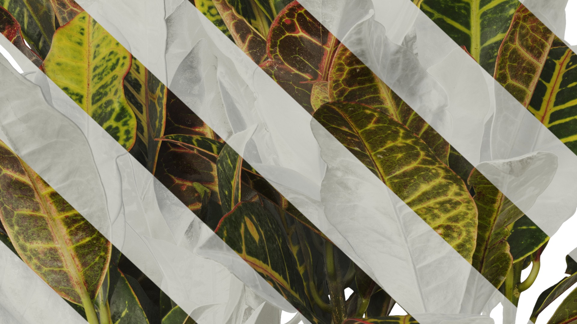 Anydrafts Codiaeum variegatum Atlas 03 Texture_7