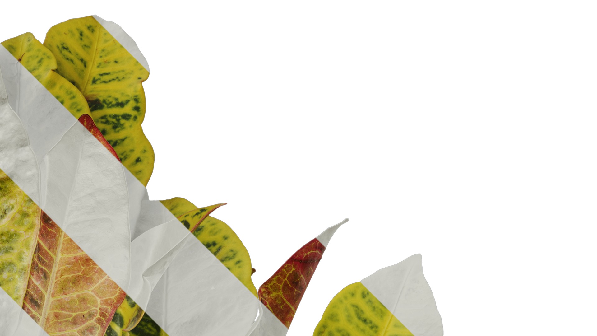 Anydrafts Codiaeum variegatum Atlas 03 Texture_2