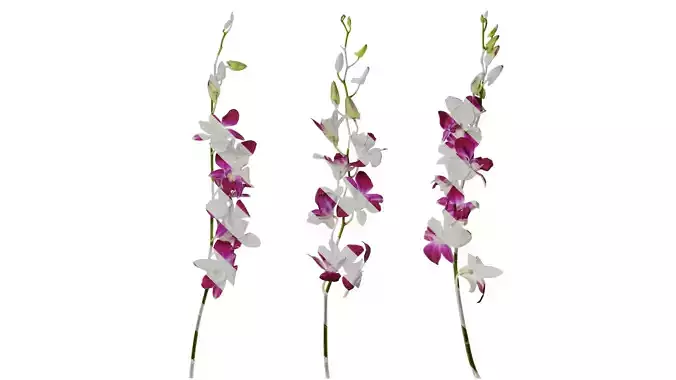 Anydrafts Dendrobium nobile Flower 11