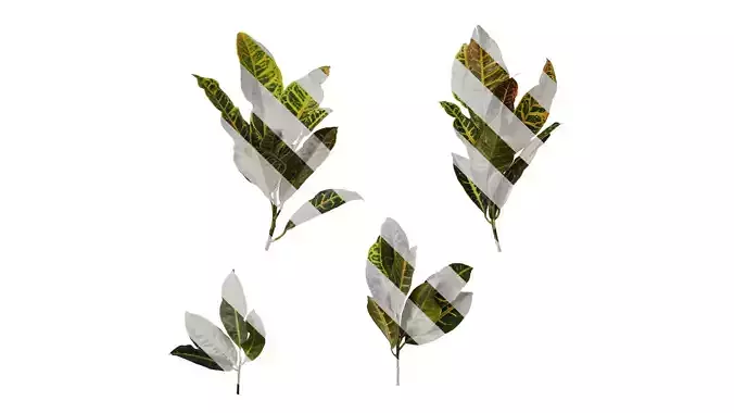 Anydrafts Codiaeum variegatum Atlas 04